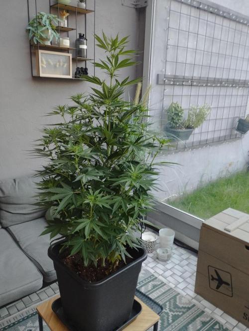 Apple Fritter - Kannabia. Week 11