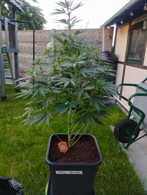 Apple Fritter - Kannabia. Week 11