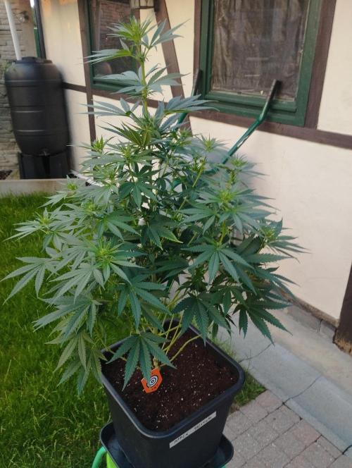 Apple Fritter - Kannabia. Week 11