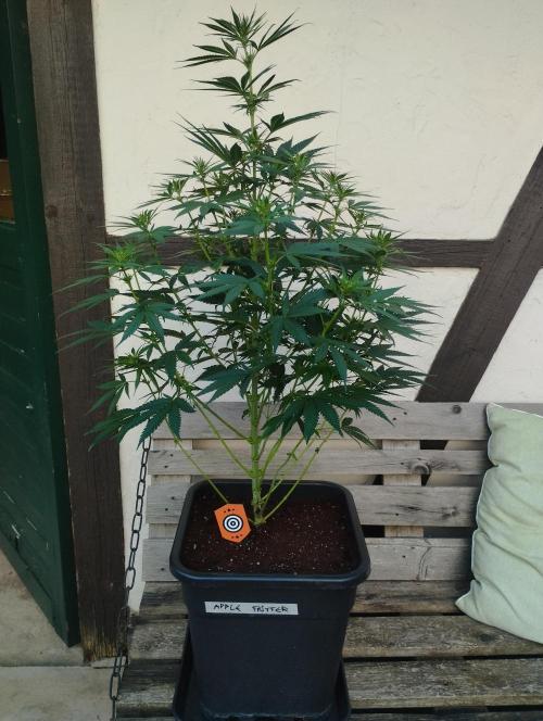 Apple Fritter - Kannabia. Week 11