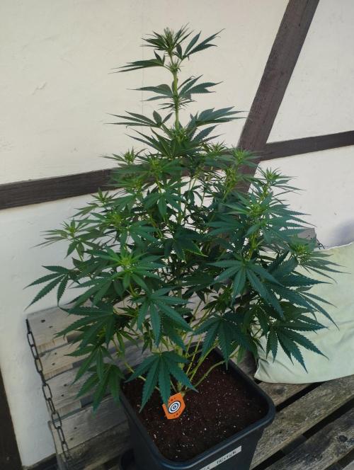 Apple Fritter - Kannabia. Week 11