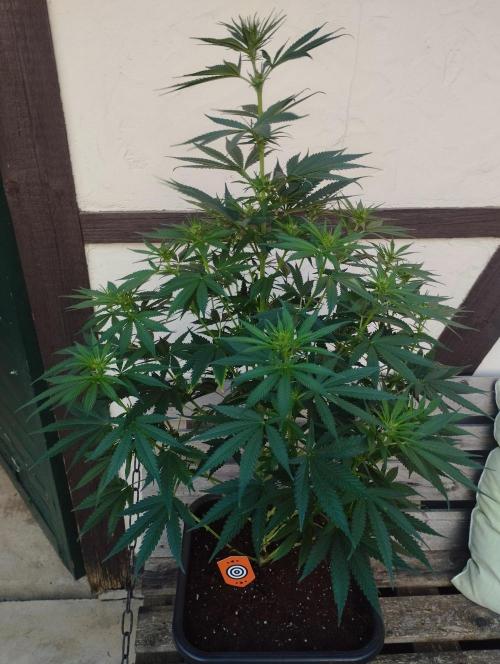 Apple Fritter - Kannabia. Week 11