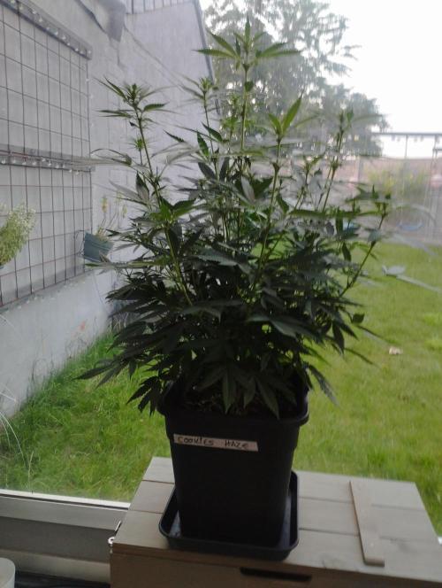 Cookies Haze - Kannabia. Week 11