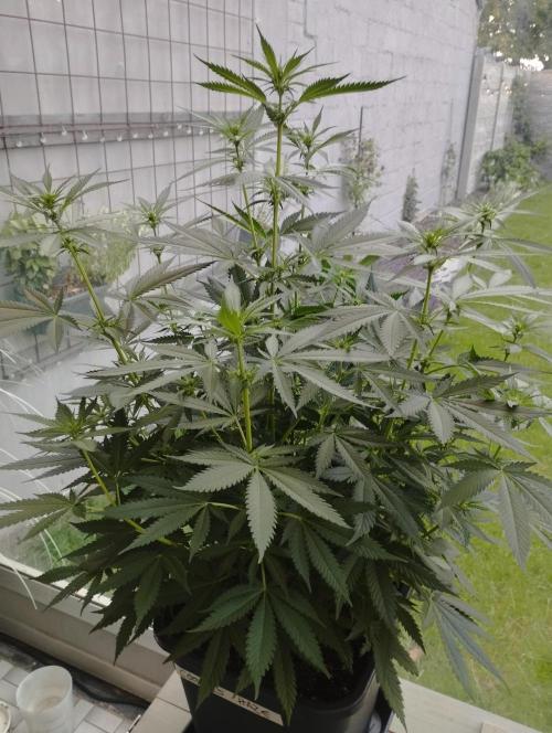 Cookies Haze - Kannabia. Week 11