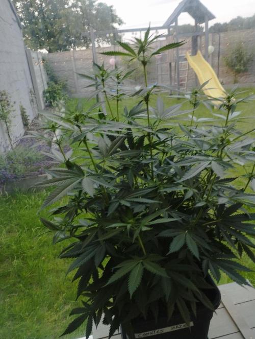 Cookies Haze - Kannabia. Week 11
