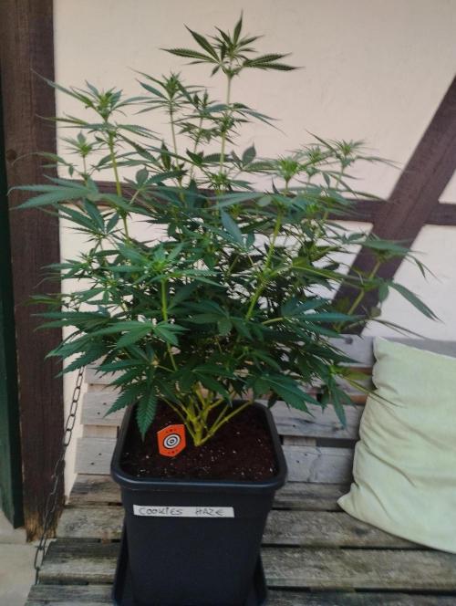 Cookies Haze - Kannabia. Week 11