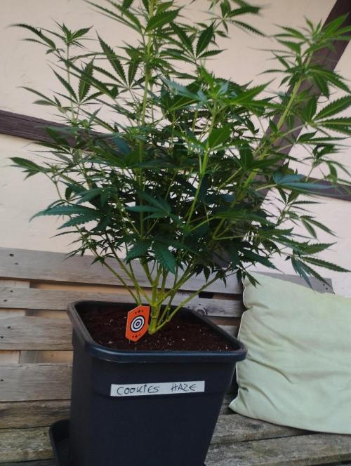 Cookies Haze - Kannabia. Week 11