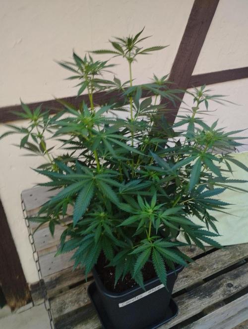 Cookies Haze - Kannabia. Week 11