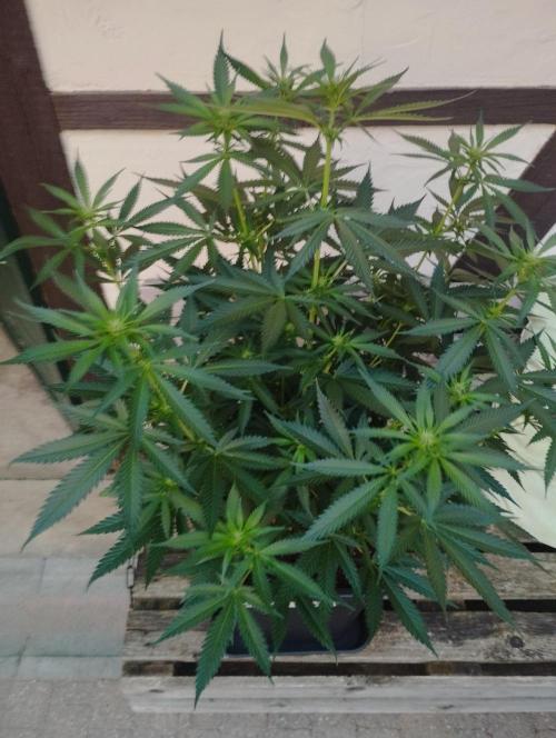 Cookies Haze - Kannabia. Week 11