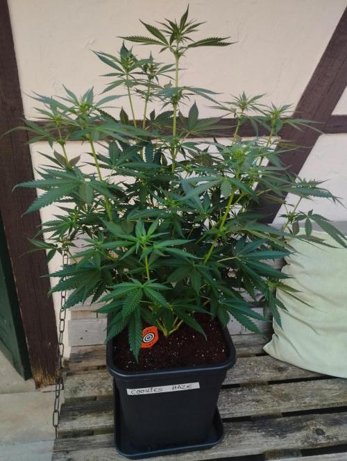 Cookies Haze - Kannabia. Week 11