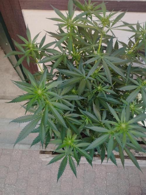 Cookies Haze - Kannabia. Week 11
