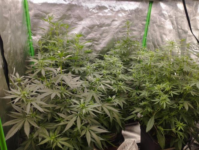 Cookies Haze - Kannabia. Week 11