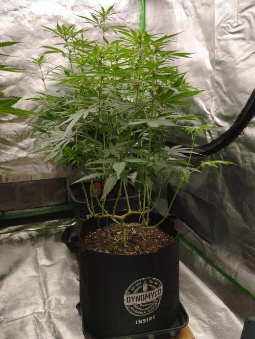 FBP - Dutch Passion. Week 12