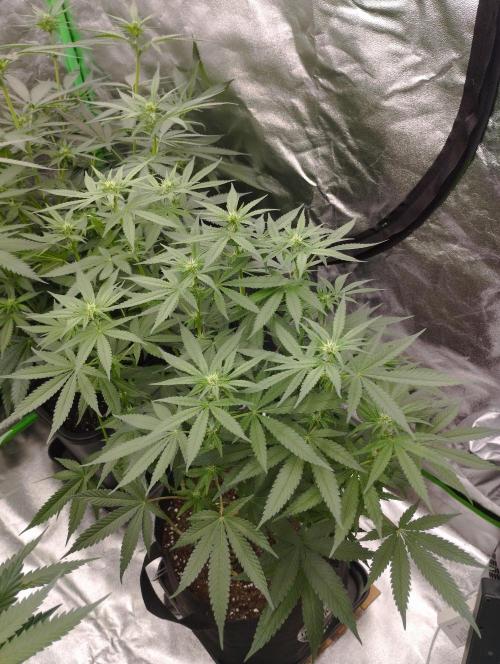 FBP - Dutch Passion. Week 12