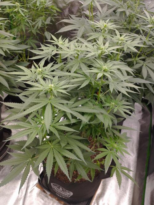 FBP - Dutch Passion. Week 12