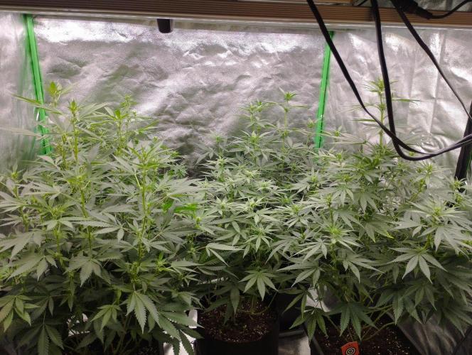 FBP - Dutch Passion. Week 12
