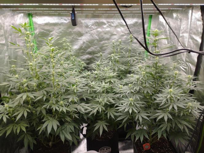 PMK (tester) - Dutch Passion. Week 16