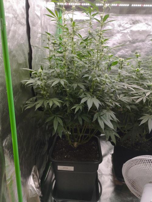 PMK (tester) - Dutch Passion. Week 16