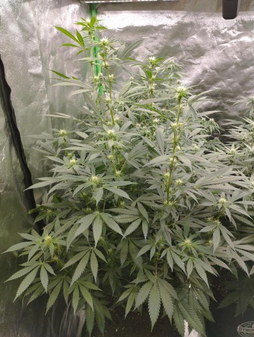 PMK (tester) - Dutch Passion. Week 16