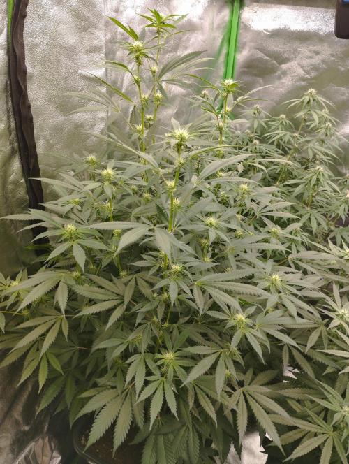 PMK (tester) - Dutch Passion. Week 16