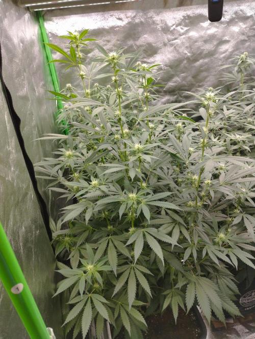 PMK (tester) - Dutch Passion. Week 16