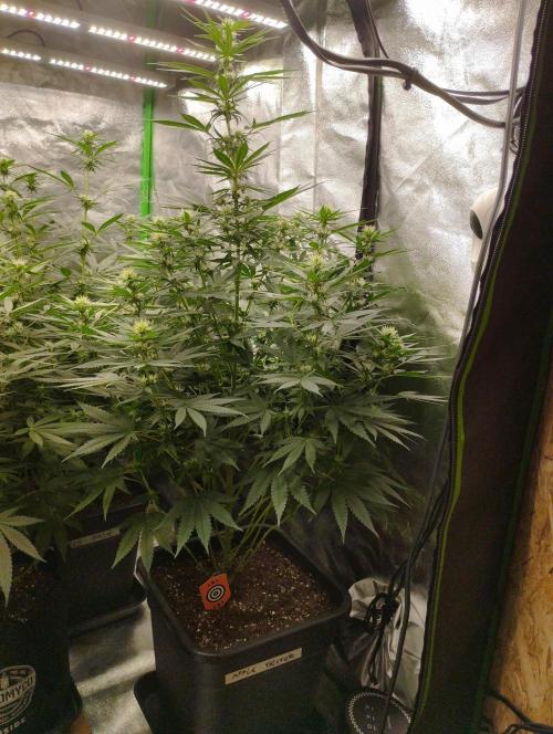 Apple Fritter - Kannabia. Week 12