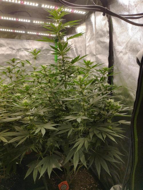Apple Fritter - Kannabia. Week 12
