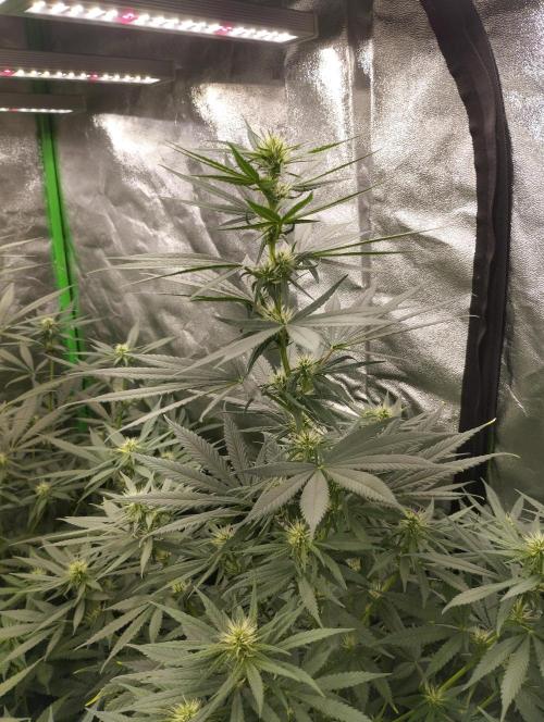 Apple Fritter - Kannabia. Week 12