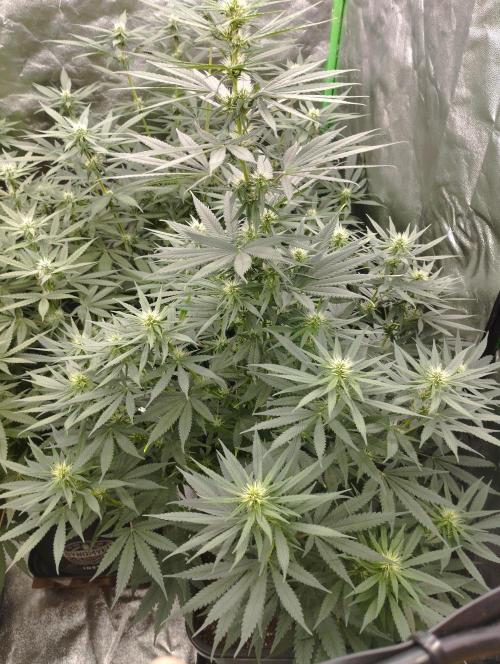 Apple Fritter - Kannabia. Week 12