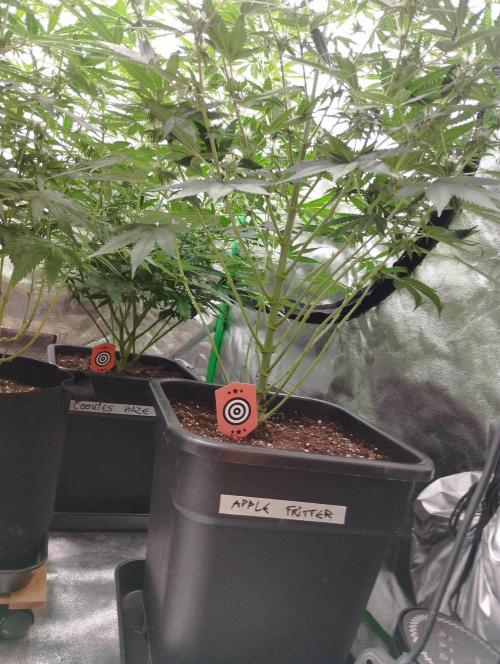 Apple Fritter - Kannabia. Week 12