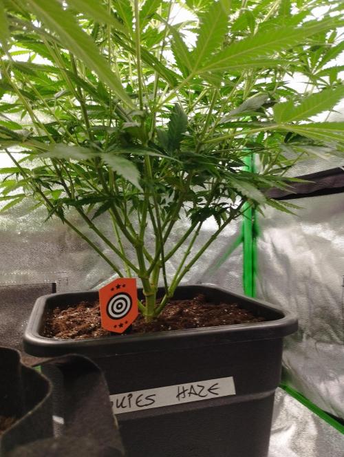 Cookies Haze - Kannabia. Week 12
