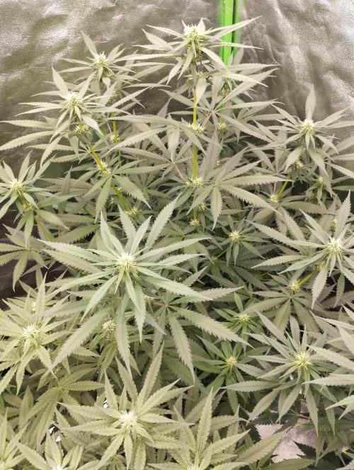 Cookies Haze - Kannabia. Week 12