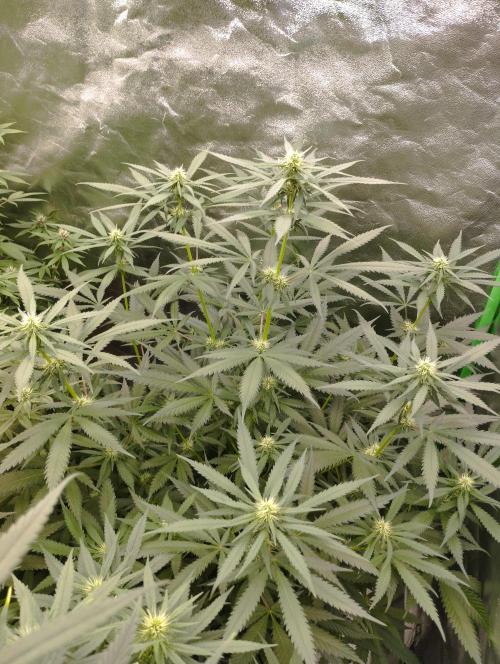 Cookies Haze - Kannabia. Week 12