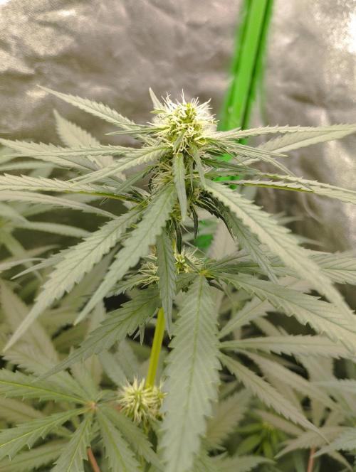 Cookies Haze - Kannabia. Week 12
