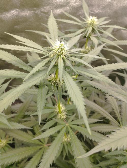 Cookies Haze - Kannabia. Week 12