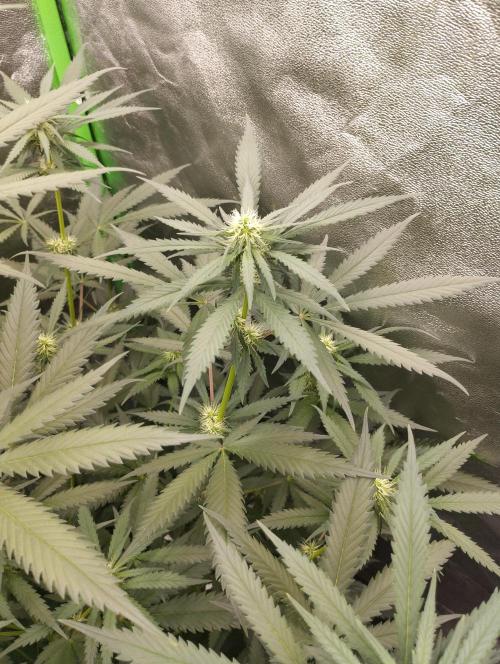 Cookies Haze - Kannabia. Week 12