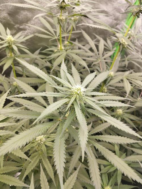 Cookies Haze - Kannabia. Week 12
