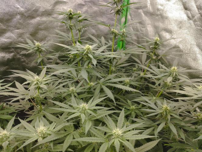 Cookies Haze - Kannabia. Week 12