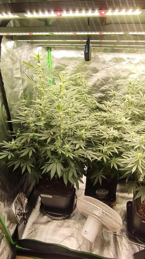 Cookies Haze - Kannabia