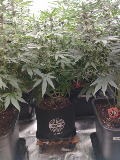 FBP - Dutch Passion. Week 14