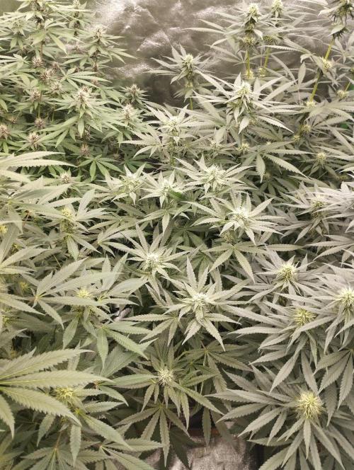 FBP - Dutch Passion. Week 14