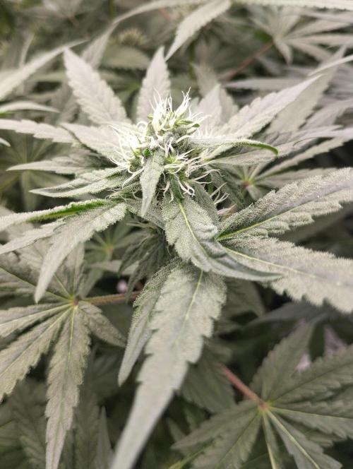 FBP - Dutch Passion. Week 14