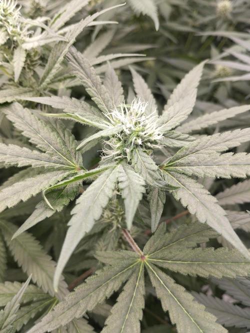 FBP - Dutch Passion. Week 14