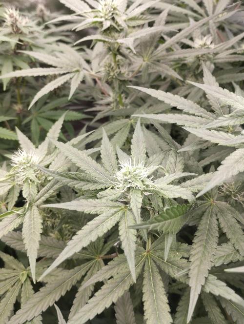 FBP - Dutch Passion. Week 14