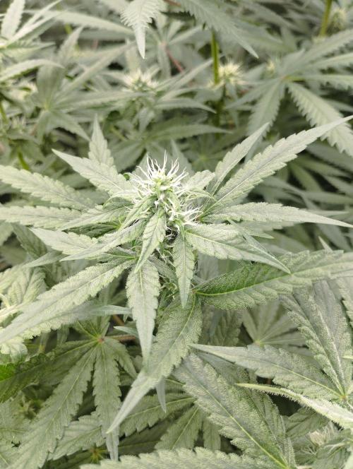 FBP - Dutch Passion. Week 14