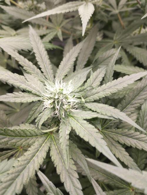 FBP - Dutch Passion. Week 14