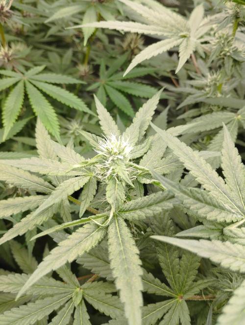 FBP - Dutch Passion. Week 14