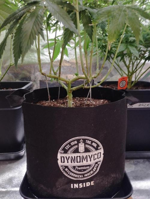 Fruit Bomb Punch. Week 14