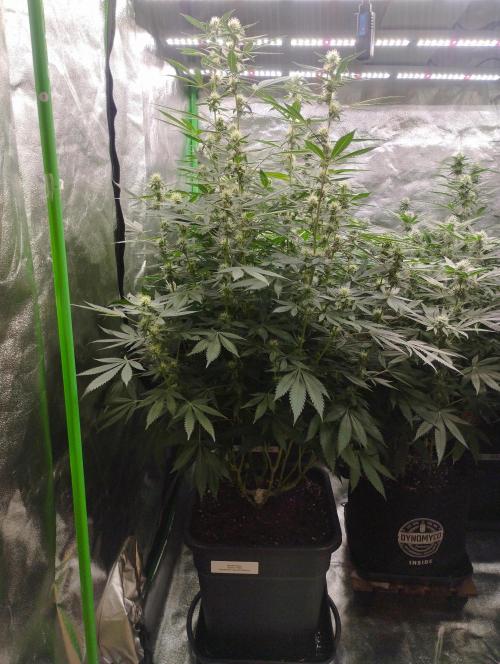 PMK (tester) - Dutch Passion. Week 17