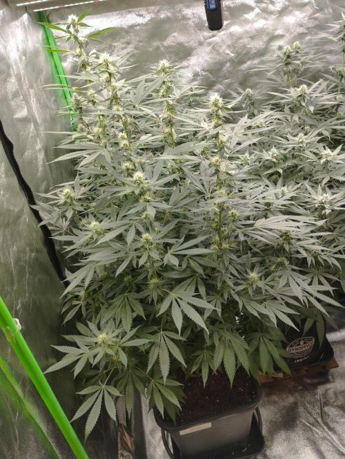 PMK (tester) - Dutch Passion. Week 17